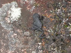 Oreophrynella quelchii