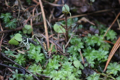 Rhodobryum roseum