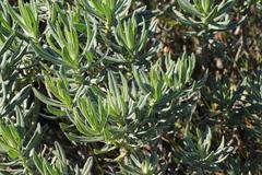 Lobostemon belliformis