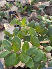 Vaccinium vitis-idaea
