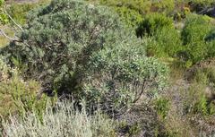 Lobostemon belliformis