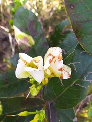 Odontadenia lutea