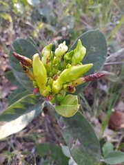 Odontadenia lutea