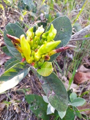 Odontadenia lutea