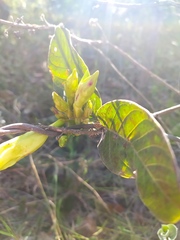 Odontadenia lutea