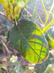 Odontadenia lutea