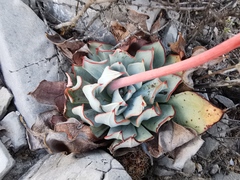 Echeveria strictiflora