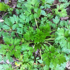 Ranunculus repens