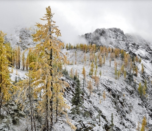 subalpine larch