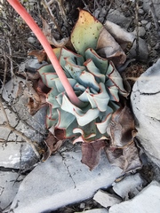 Echeveria strictiflora