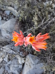 Echeveria strictiflora