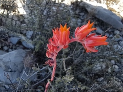 Echeveria strictiflora