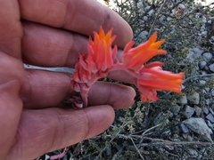 Echeveria strictiflora