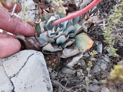 Echeveria strictiflora