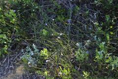 Lobelia capillifolia