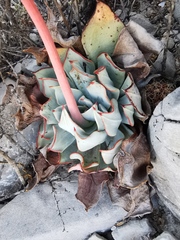 Echeveria strictiflora
