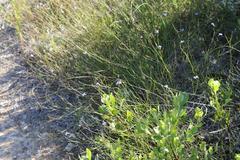 Lobelia capillifolia