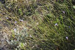 Lobelia capillifolia