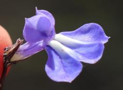 Lobelia capillifolia