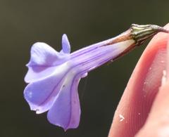 Lobelia capillifolia