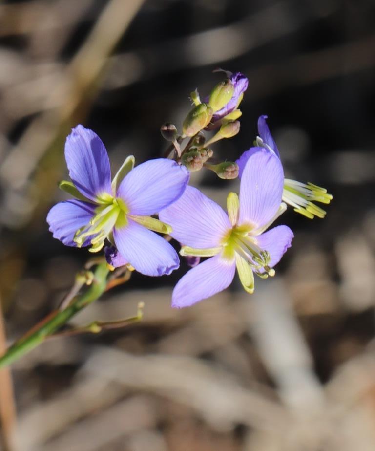 Needle Sunspurge