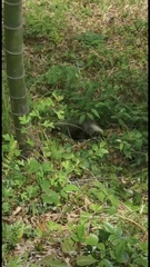 Arctonyx albogularis