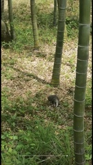 Arctonyx albogularis