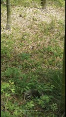 Arctonyx albogularis