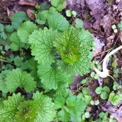 Alliaria petiolata