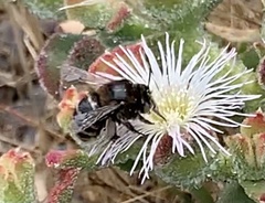 Amegilla quadrifasciata maderae