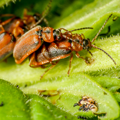 Galerucella calmariensis