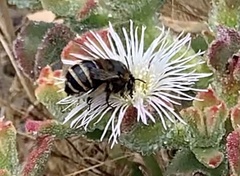 Amegilla quadrifasciata maderae
