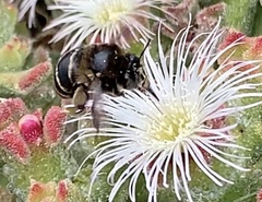 Amegilla quadrifasciata maderae