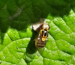 Thaumatomyia notata