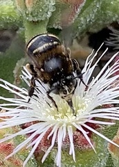 Amegilla quadrifasciata maderae