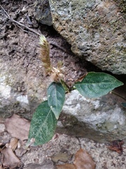 Lepidagathis incurva