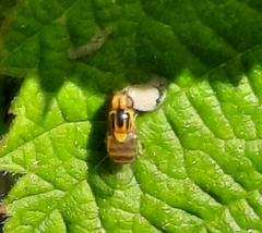 Thaumatomyia notata