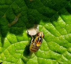 Thaumatomyia notata
