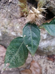 Lepidagathis incurva