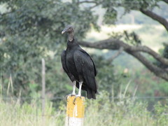 Coragyps atratus