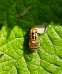 Thaumatomyia notata