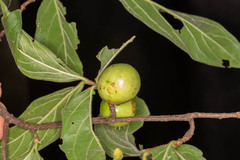 Vangueria