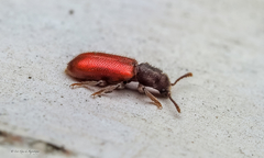 Zenodosus sanguineus