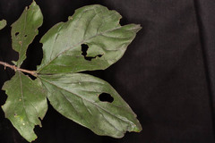 Vangueria