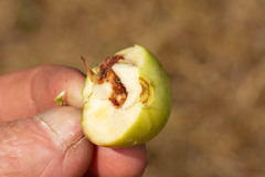 Vangueria