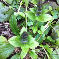Ajuga reptans