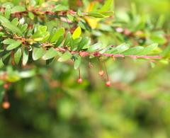 Phyllanthus myrtifolius
