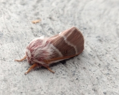 Lepidoptera