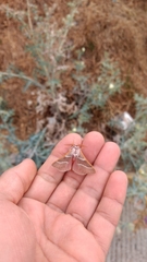 Lepidoptera