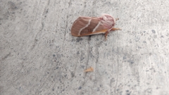 Lepidoptera